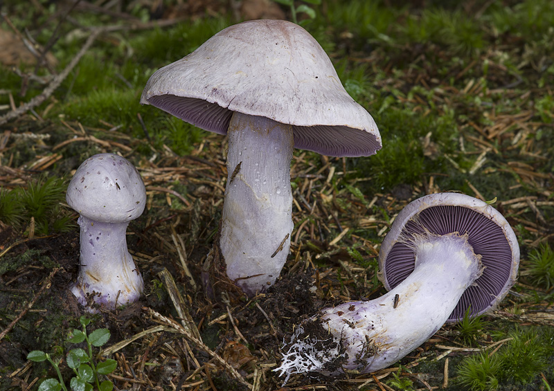 Cortinarius camphoratus